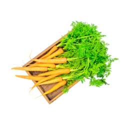 Carottes fanes