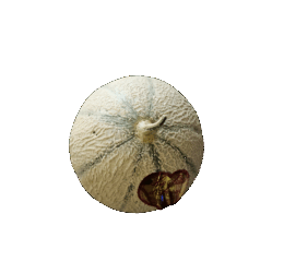 Melon puits d’amour