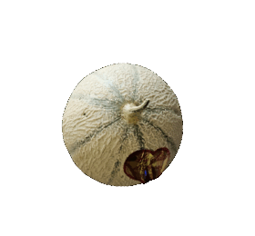 Melon puits d’amour