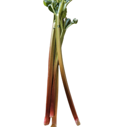 Rhubarbe